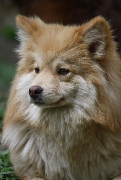 Himalaya canis lupus du Domaine D'Arinella Bianca