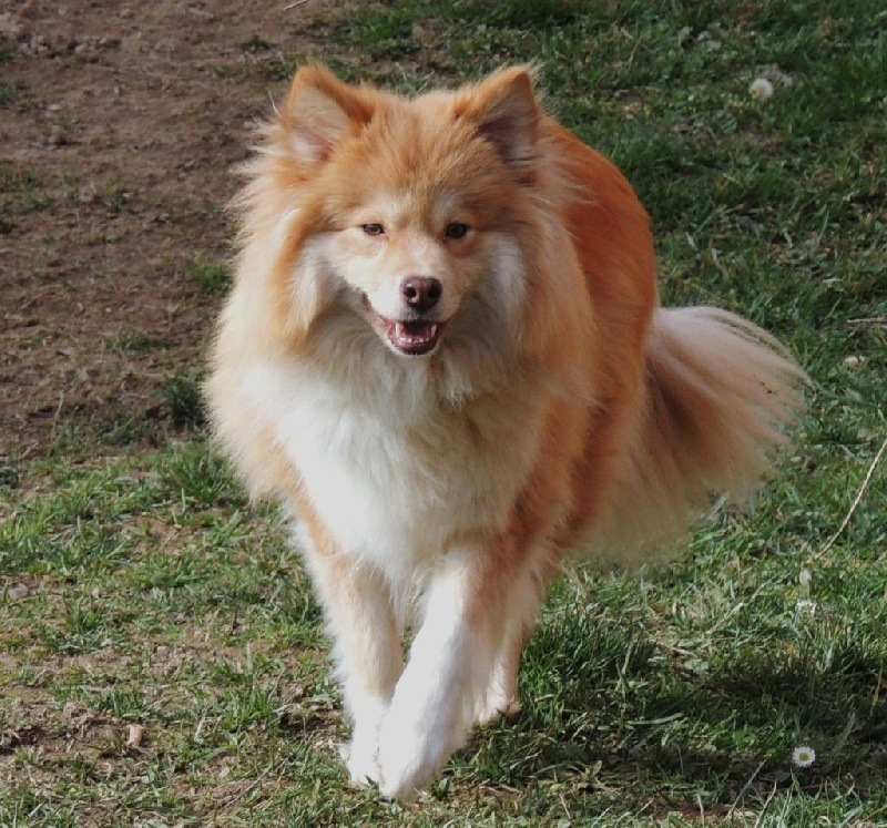 Himalaya canis lupus du Domaine D'Arinella Bianca